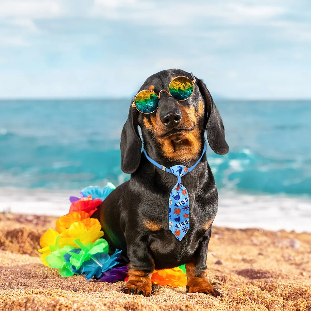 50 قطعة الكلب الاستمالة كلب صغ - مراجعة Pet Supplies Hours وسعره
