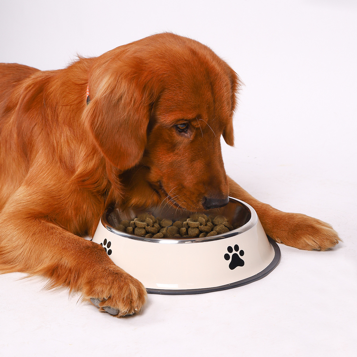 وعاء طعام للحيوانات الأليفة من - مراجعة Pet Supplies Hours وسعره