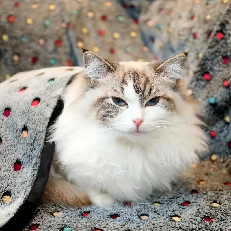 3 قطعة بطانية حيوانات أليفة لي - مراجعة Pet Supplies Outlet وسعره